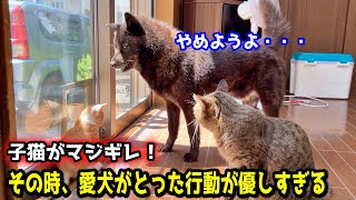 子猫と先住猫がガチバトル！仲裁にきた甲斐犬の行動に感動しました