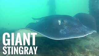 Giant Stingray at Ardrossan in South Australia