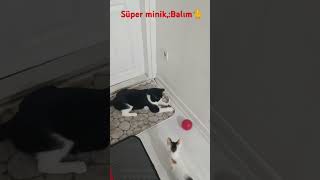 Süper minik: Balım 🙀 #kedi #cat #catlover #kesvet #shortvideo #kedi