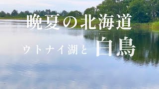 白鳥🦢の姿が愛らしい💖ウトナイ湖　北海道　夏の終わり