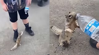 Animals That Asked People For Help