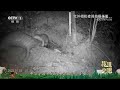 《秘境之眼》 20240812 中华穿山甲| CCTV