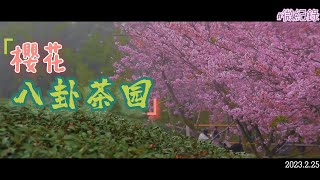 八卦茶園 櫻花