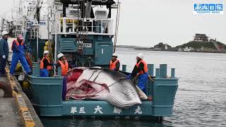 ミンククジラ初水揚げ　八戸港拠点商業捕鯨