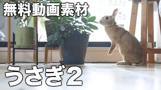 無料動画素材【うさぎ2】FREE VIDEO【Rabbit2】