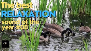 The best relaxation sound of the year #08