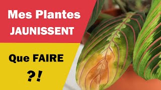 Que faire quand les feuilles de vos plantes jaunissent ?