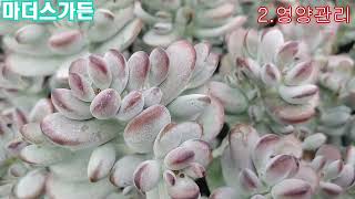 #방울복랑 통실하게 키우려면 이렇게~  How to properly grow succulent cotyledons