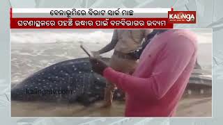 Huge Shark spotted on shonapur beach in Ganjam district of Odisha || Kalinga TV