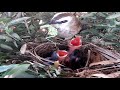 Yellow-vented bulbul Birds try to force their baby to eat blue locusts