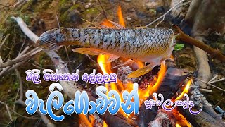 waligowwa eats fish after roasting it | වැලිගොව්වා මාලු පුච්චලා කමුද - Billy කොක්ක youtube channel