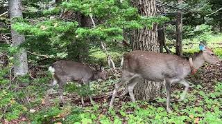 シカがどんぐりを食べる音デカすぎてうまそう