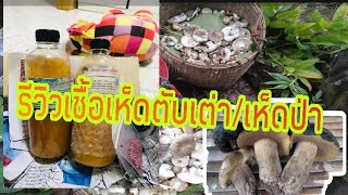 รีวิวเชื้อเห็ดป่ารวมธรรมชาติ/เชื้อเห็ดตับเต่า 🍄🍄