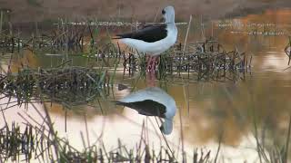 AUSTRALIAN STILT - BLACK-WINGED STILT