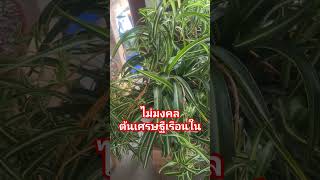 ต้นไม้มงคล ต้นเศรษฐีเรือนใน(Spider plant) ไม้ประดับ ฟองอากาศ ปลูกเรียกทรัพย์ เสริมดวง