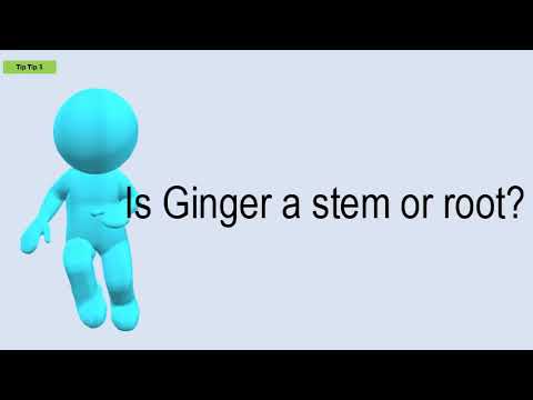 Why is ginger a stem not root?
