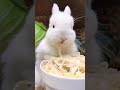 The little rabbit eating noodles is so cute. Cute pet debut plan. Rabbit. Rural cute pet.