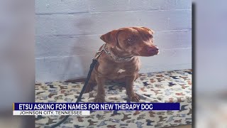 ETSU public safety team asking for names for new therapy dog