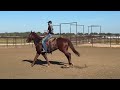 pepperbelly 2019 aqha gelding