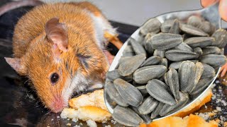 КАК ИЗБАВИТЬСЯ ОТ КРЫС И МЫШЕЙ ЗА 2 МИНУТЫ БЕЗ ЯДА И ЛОВУШЕК! 😱🐀