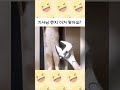 고양이는 대체 정체가 뭐임 shorts 유머 고양이