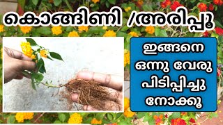 കൊങ്ങിണിപ്പൂവ് അരിപ്പൂവ്  വേര് വരാൻ |Lantana simple rooting through cuttings |  Shilpazz Thattikootu