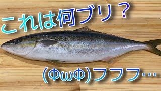 ツムブリ｜一色さかな村で購入しました｜ブリに似ているけど見た目はスマートなブリって感じ｜刺身で食べようと思って買ったんですけど腹の溶け具合が凄くて仕方なく焼いて食べたけど( ;`･～･) ぐぬぬ…