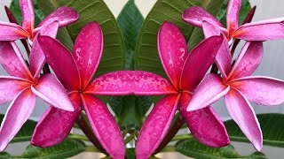 PLUMERIA Plant Care: Watering Tips, How & When to Water PLUMERIAS / Growing Frangipani