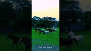 Kathiyawadi horse video | wild horse