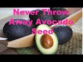 Never Throw Away Avocado Seed | Life Hacks