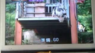 综艺大集合- 猪竟然会跳水!!