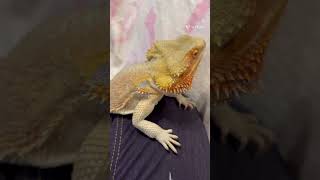 #ペット #トカゲ #脱皮#フトアゴヒゲトカゲ#beardeddragon#ペット動画#かわい#爬虫類#スッキリ #フトアゴ#ステイホーム #エステ