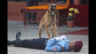 नेपाल पुलिसका कुकुरको कौशल | Nepal Police Dog Squad | KukurTihar