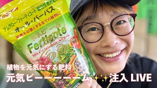 植物を元気大きく育てる肥料✨