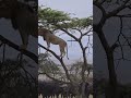 lion scared of wild buffalo #shortsyoutube