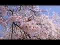 うきは身延の桜　しだれ桜