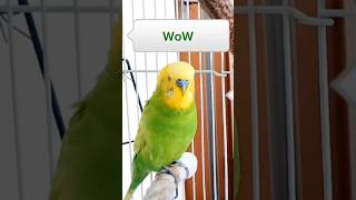 【奇跡のインコ】#shorts おしゃべりインコメロンちゃん#インコ#ペット