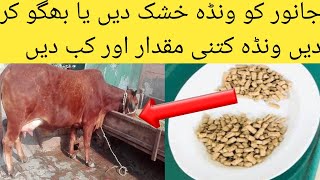 janwar ko wanda dainy ka tarika || جانور کو ونڈا خشک دیں یا بھگو کر || Animal Informer TV