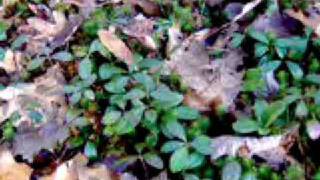 Wintergreen Herbal Medicine