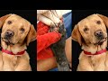 Rescue remove ticks from poor dog - Dog rescue #10