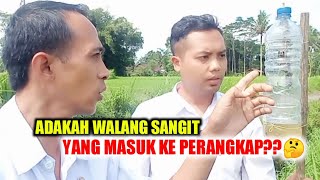 REVIEW HASIL PERANGKAP WALANG SANGIT PADA TANAMAN PADI || ANAK CAPING