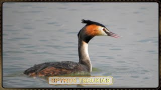 Σκουφοβουτηχτάρι Πουλιά Κάνουν Βουτιές - Great crested grebe