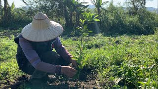 種臍橙 | 一年果樹苗如何管理：春梢與施肥