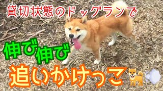 【柴犬】貸し切り状態のドッグランで追いかけっこ♪【仲良し親子】