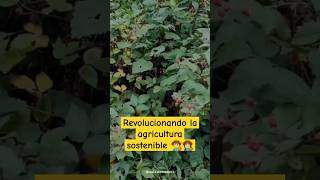 Revolucionando la agricultura sostenible