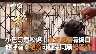 小巴哥犬遭咬傷！忍痛清傷口 他呼籲：絕育可避同類爭執｜動物｜狗狗｜寵物