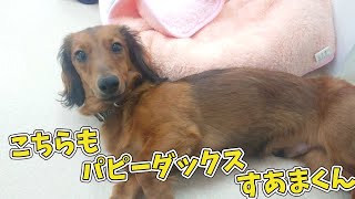 こちらもパピーダックス”すあまくん”　🐶ひみつきちなう！#2🐶  (チワワ ミニチュアダックス ヨークシャーテリア トイプードル) 2020年6月25日