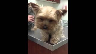 yorkies scared of yearly shots