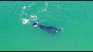 Whale in the lake at Forster Tuncurry - Southern Right Whale in Wallis Lake, 29th June 2021