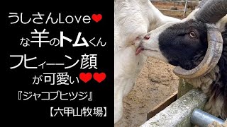 うしさんLoveな羊のトムくん【六甲山牧場】#shorts